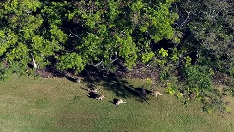 Kangaroos playing around on golf course Stock Footage 75434099