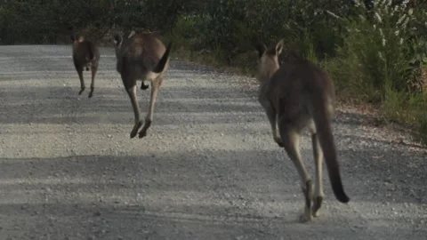 Kangaroos on road Stock Footage