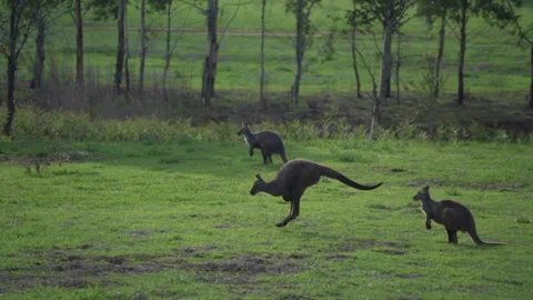 Kangaroos running on a grass field 스톡 동영상 135108301