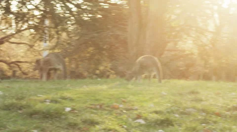Kangaroos spooked close up 動画素材 49560906