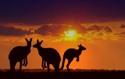 Kangaroos under sunset Stock Photos