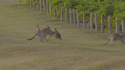 Kangaroos in vineyards Stock Footage 74058656