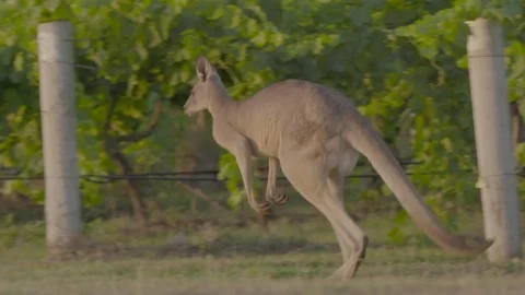 Kangaroos in vineyards Stock Footage 74059007