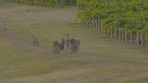 Kangaroos in vineyards Stock Footage 74059130