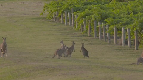 Kangaroos in vineyards 스톡 동영상 74059322
