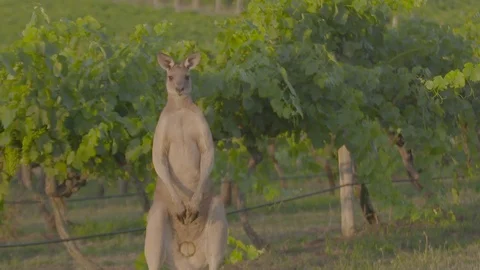 Kangaroos in vineyards Stock Footage 74059546