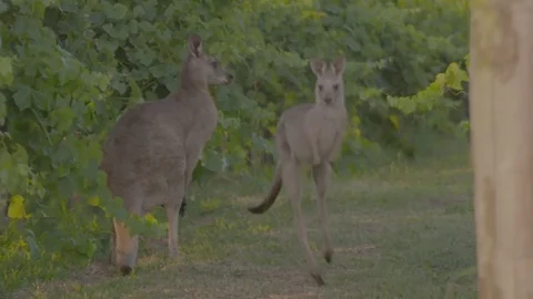 Kangaroos in vineyards Stock Footage 74059735