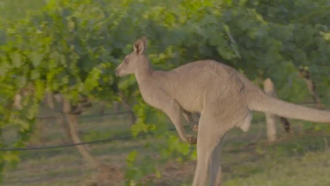 Kangaroos in vineyards Stock Footage 74060219