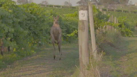 Kangaroos in vineyards Stock Footage 74060261