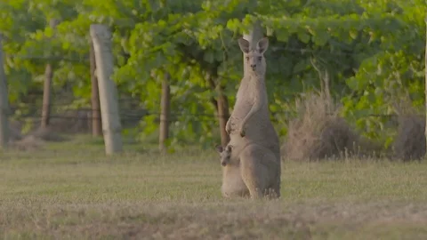 Kangaroos in vineyards Stock Footage 74060827