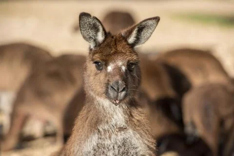 Kangaroos while looking at you at sunset in kangaroo island Stock Photos