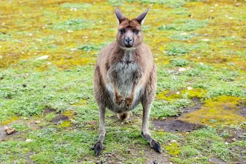 Kangaroos while looking at you at sunset in kangaroo island Stock Photos