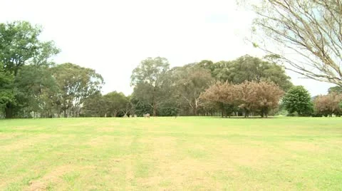 Kangaroos wide Stock Footage 10819575