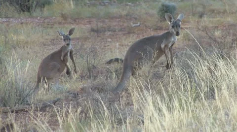 Kangaroos Wild Video stock 7761130