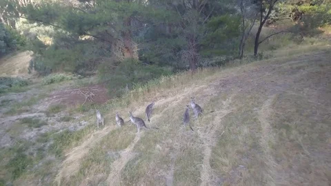 Kangaroos in the wild Video stock 129221709