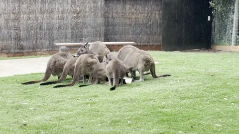 Kangaroos in a zoo Stock Footage 264139482