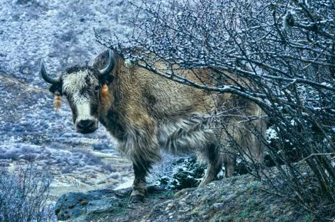 Kangchenjunga Stock Photos
