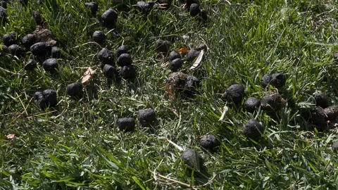 Kangeroo droppings Stock Footage 106632706