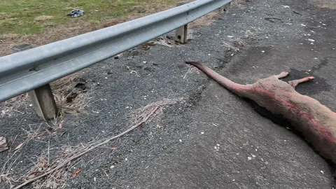 KANGEROO ROAD KILL  P5  2022 Video stock 199418462