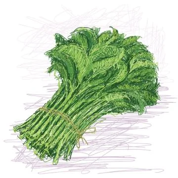 Kangkong Stock Illustration