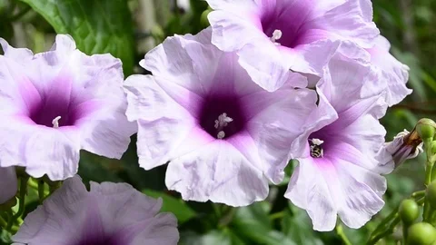 Kangung Flower  Stock Footage 126028468