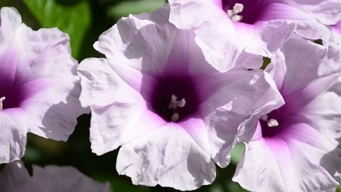 Kangung Flower  Stock Footage 126028482