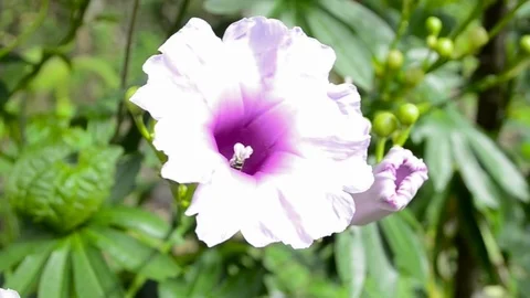 Kangung Flower  Stock Footage 126028558