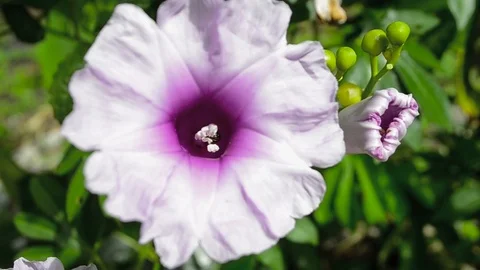 Kangung Flower  Stock Footage 126028633