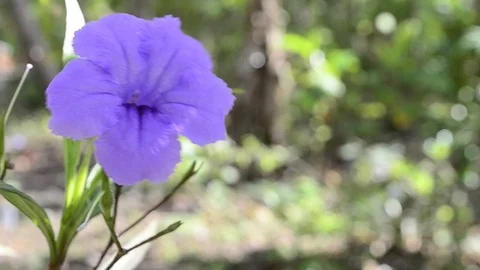 Kangung Flower  Stock Footage 126028782