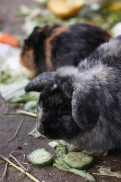 Kaninchen Stock Photos