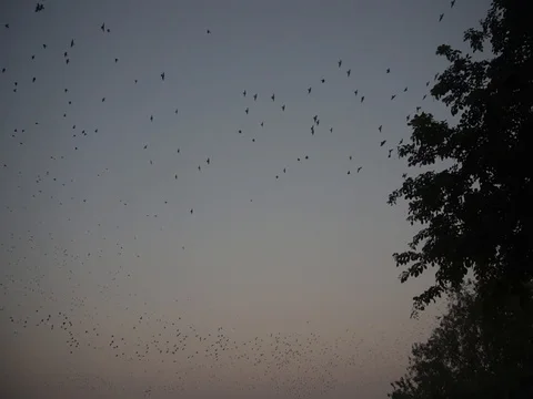 KANKARIYA LAKE Video stock 77712360