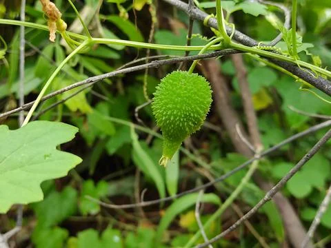 Kankoda Fruits Stock Photos