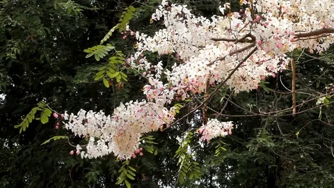 Kanlapaphruek flowering tree Stock Footage