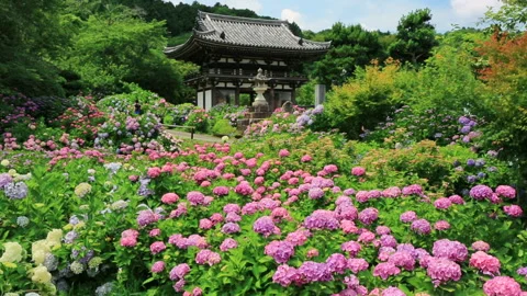 Kannonji Hydrangeas Vídeo Stock 330605640
