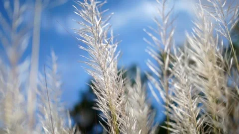 Kans flower with blue sky background 動画素材 219669166