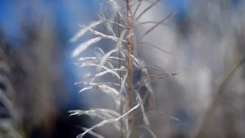 Kans flower field 動画素材 219668972