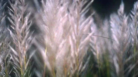 Kans flower with focus shift 動画素材 219668990