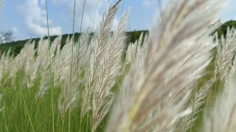 Kans Grass in Field with Parallax Tracking Shot Video stock 317215625