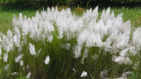 Kans grass growing on field Stock-Footage 320015359