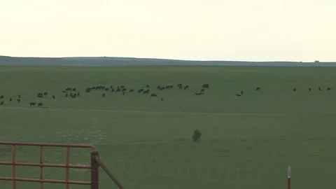Kansas Birdflight and Cattle 스톡 동영상 77737677