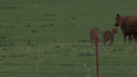 Kansas Calves Playing Stock Footage 77737682
