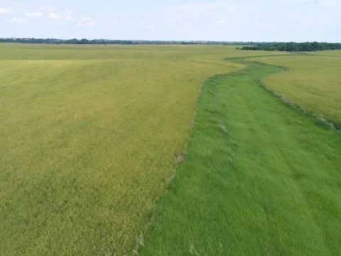 Kansas Field 動画素材 77521951
