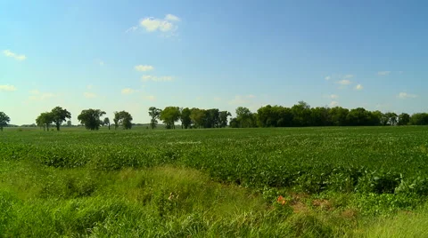 Kansas Soy Bean field Stock Footage 54737257