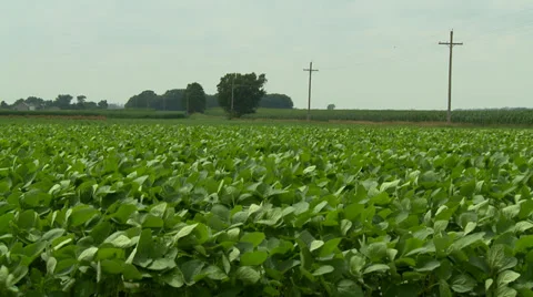 Kansas soy beans Stock Footage 39949716
