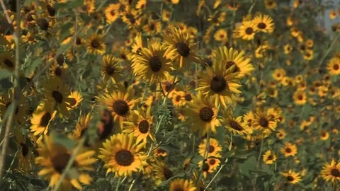 Kansas Sunflowers In the Breeze 스톡 동영상 80358875