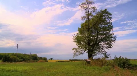 Kansas Tree West Clouds Timelapse Stock Footage 11878801
