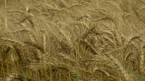 Kansas wheat close up 4 Stock Footage 39958625