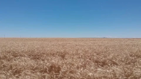 Kansas: Wheat Field Video stock 97078638