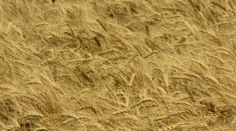 Kansas wheat Stock Footage 39963357