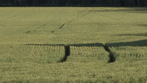 Kansas Wheat Patterns 스톡 동영상 77737697